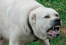 Алабай набросился на школьника в Акмолинской области (ВИДЕО)