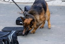 Собака Нацгвардии нашла наркотики у пассажира автобуса в Жезказгане