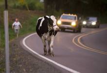 Живущим близ трасс казахстанцам придется покрывать скот светоотражающей аэрозолью