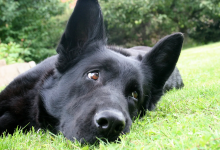 Карагандинский Хатико на протяжении года ждет хозяев на одной остановке