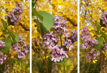"Поверите в чудо": дикие виды сирени начали цвести в алматинском саду