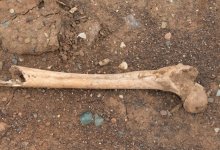 Десятки черепов и костей обнаружили в Уральске на территории частных домов