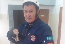 Котенка, застрявшего в школьном дымоходе, вызволили спасатели в Актау