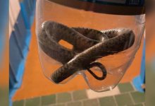 Змею в собственной ванной обнаружила жительница Костаная