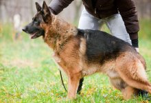 Молодой парень натравил свою собаку на полицейских в ВКО