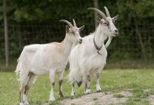 Семиклассник открыл козью ферму в Павлодарской области