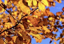 Погода без осадков сохранится на большей части страны