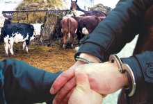 Скот на три миллиона украл за месяц житель ЗКО