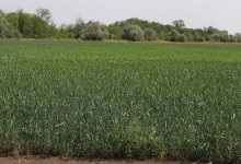 Пять миллионов гектаров неиспользуемых земель РК вернули государству