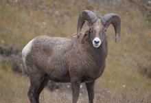 Тушу барана за покровительство предложил казахстанец ​сотруднице ДУИС