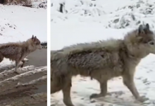 Снятый на видео в Костанае "волк" удивил казахстанцев