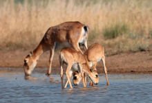 Пятерых браконьеров с тушами сайги и оружием задержали в Актюбинской области