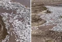 Массовая гибель мальков произошла в Конаеве (ВИДЕО)