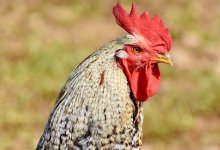 "Бременский музыкант отбился от своих": петух разгуливал по оживленной улице в Караганде