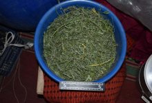 Тазик марихуаны обнаружили карагандинские полицейские, приехавшие на бытовой конфликт