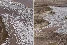 Более тонны мальков погибло на Капшагае: возбуждено уголовное дело