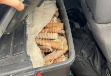 Более 100 килограммов рогов сайги изъяли в Алматинской области