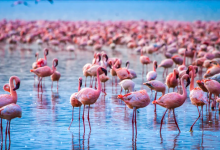Покидающую Казахстан последнюю стаю розовых фламинго сняли на видео
