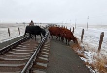 35 фактов экстренного торможения поездов случилось в Казахстане за неделю