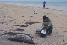 Более 100 мертвых тюленей обнаружено на берегу Каспия