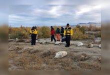 141 тушу мертвых каспийских тюленей обнаружили в Мангистауской области