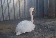 Лебедя, увязшего в солончаке, спасли рабочие в Мангистау