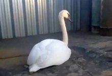 Застрявшего в солончаке лебедя спасли нефтяники в Мангистау