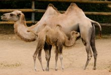 Верблюжье молоко из Казахстана будет экспортироваться в Китай