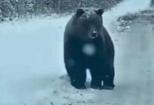 Гуляющего по дороге медведя сняли на видео в ВКО