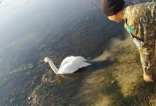Лебедя, увязшего в солончанке в Актау, выпустили на волю