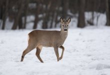 На севере Казахстана косули бегают по дорогам