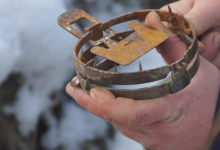 Избиение застрявшей в капкане собаки в ЗКО сняли на видео