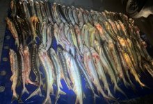 Lexus с 300 килограммами осетра остановили в Актау