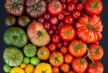 Две партии зараженных вирусом казахстанских томатов задержали в России