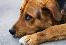 Мужчина стукнул соседскую собаку воротами в Петропавловске (ВИДЕО)