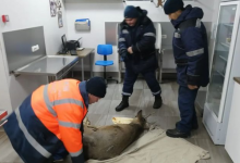 Раненую косулю спасли в Усть-Каменогорске