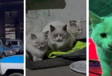 От смерти на морозе трех котят спас патрульный в Павлодаре