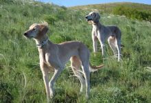Казахские породы собак будут разводить и защищать за 1,4 млрд тенге
