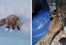 Замерзающую раненую лису спасли сельчане в ВКО