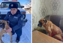 Обреченную на гибель собаку спасли полицейские и волонтеры в Текели
