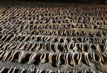 Порядка 500 рогов краснокнижного сайгака изъяли у алматинца