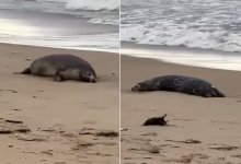 Несколько сотен мертвых тюленей обнаружили на берегу Каспийского моря