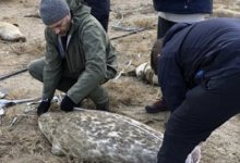 Причину гибели нескольких сотен тюленей на Каспии назвали в минприроды Дагестана