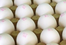 Костанайская птицефабрика попала под следствие из-за высоких цен на яйца