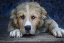 Алабая выгуливали привязанным к машине по улице в Алматы (ВИДЕО)