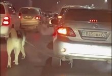Штраф заплатит водитель, выгуливающий алабая привязанным к машине в Алматы