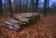 Запрет на вывоз отдельных видов лесоматериалов заработал в Казахстане