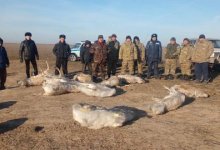 Вмерзших в реку краснокнижных сайгаков сняли на видео в ЗКО