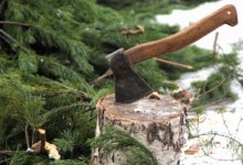 Неизвестные срубили ели у "Вечного огня" в Караганде