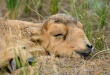 Туши замерзших сайгаков достали из-подо льда в ЗКО